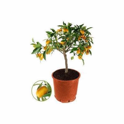 Цитрофортунелла Kumquat, Гор15, Выс30 в интернет гипермаркете «Планета Лета». Фото