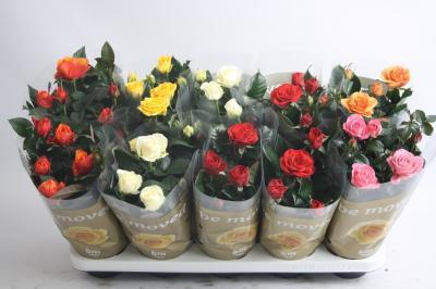 Роза BEAU MONDE mixed, Гор12, Выс30 в интернет гипермаркете «Планета Лета». Фото