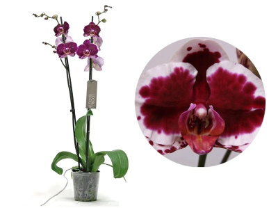 Фаленопсис 2 pp Sparkling Moments, Гор12, Выс60 в интернет гипермаркете «Планета Лета». Фото