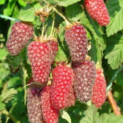 Ежемалина 7Ц в интернет гипермаркете «Планета Лета». Фото