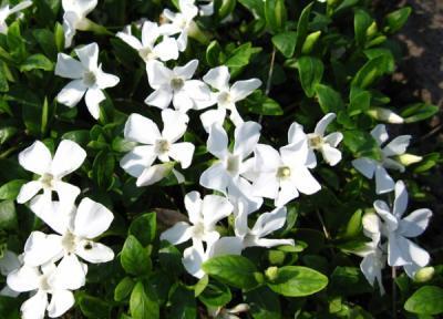 Барвинок малый Gertrude Jekyll, Гор17, Выс40 в интернет гипермаркете «Планета Лета». Фото