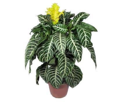 Афеландра Squarrosa Dania, Гор13, Выс35 в интернет гипермаркете «Планета Лета». Фото