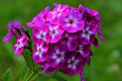 Флокс метельчатый, Гор17 Л в интернет гипермаркете «Планета Лета». Фото