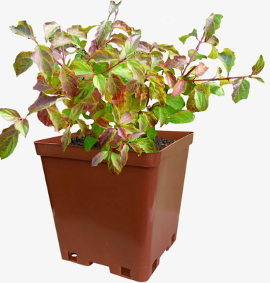 Дерен белый Миракл, С3 П в интернет гипермаркете «Планета Лета». Фото