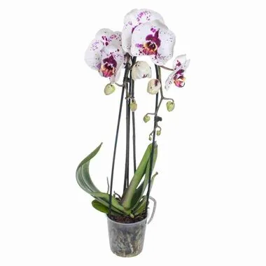 Фаленопсис 2 pp Magic star, Гор12, Выс65 в интернет гипермаркете «Планета Лета». Фото