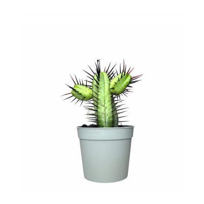 Эуфорбия Enopla, Гор13, Выс15 в интернет гипермаркете «Планета Лета». Фото