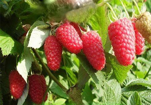 Малина Краса России С2 Н50 в интернет гипермаркете «Планета Лета». Фото