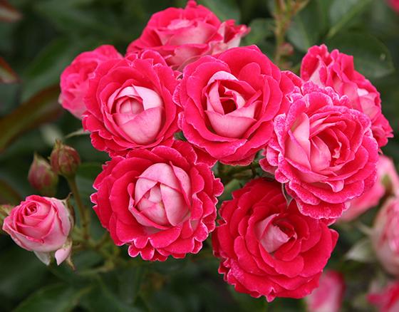 Роза флорибунда Шоне Кобленцерин/ЦКор П в интернет гипермаркете «Планета Лета». Фото