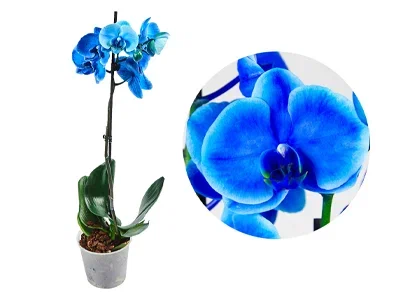 Фаленопсис 1 pp Blue, Гор12, Выс75 в интернет гипермаркете «Планета Лета». Фото
