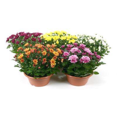 Хризантема мультифлора Микс 5 растений, Гор43-45 М в интернет гипермаркете «Планета Лета». Фото