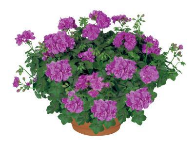 Герань плющевидная, Гор 25 М в интернет гипермаркете «Планета Лета». Фото
