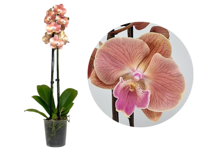 Фаленопсис 2 pp Cobra'S Kizz, Гор12, Выс60 в интернет гипермаркете «Планета Лета». Фото