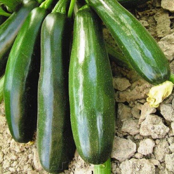 Кабачок Скворушка(А) (ЦВ) 12шт. в интернет гипермаркете «Планета Лета». Фото