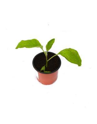 Рассада Баклажан Гор9 М в интернет гипермаркете «Планета Лета». Фото