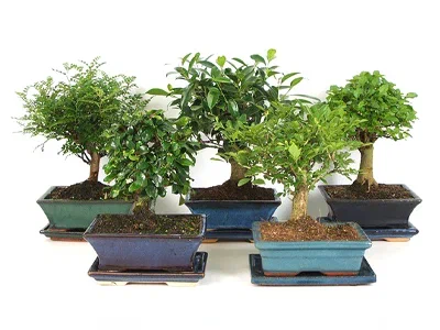 Бонсаи Mix, Гор28, Выс40 в интернет гипермаркете «Планета Лета». Фото