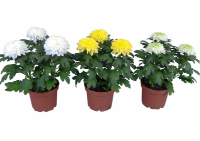 Хризантема Zembla Nova Mix, Гор13, Выс40 в интернет гипермаркете «Планета Лета». Фото