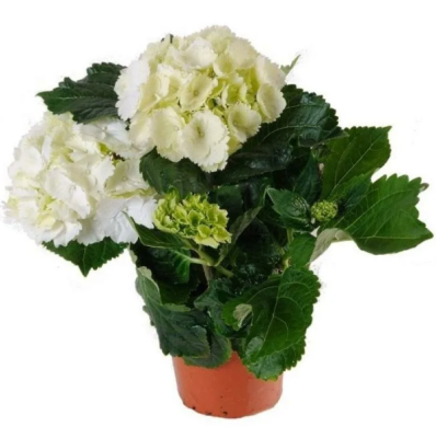 Гортензия крупноцв., Гор12, Выс30-40 в интернет гипермаркете «Планета Лета». Фото