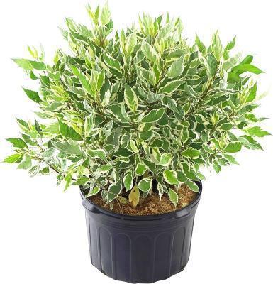 Дерен белый Sibirica Variegata, Гор19, Выс30-50 в интернет гипермаркете «Планета Лета». Фото