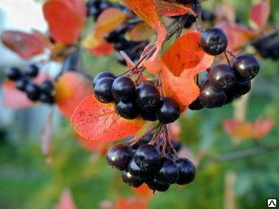 Арония черноплодная, С5 П в интернет гипермаркете «Планета Лета». Фото