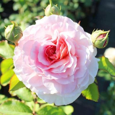 Роза плетистая Цезарь 23 М в интернет гипермаркете «Планета Лета». Фото