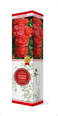 Роза флорибунда Братья Гримм П в интернет гипермаркете «Планета Лета». Фото
