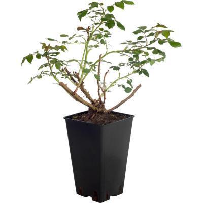 Роза парковая Луис Одьер С2 в интернет гипермаркете «Планета Лета». Фото