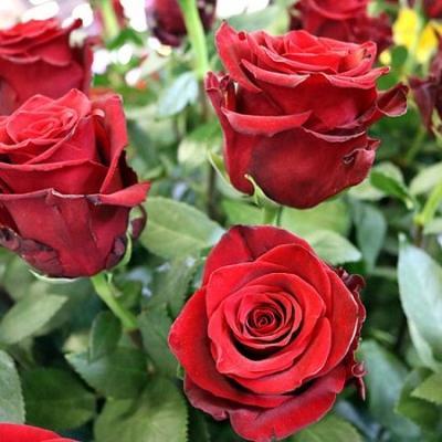 Роза чайно-гибрид Эксплорер ОКС в интернет гипермаркете «Планета Лета». Фото