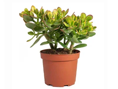 Крассула Schmidtii Orbicularis, Гор11, Выс30 в интернет гипермаркете «Планета Лета». Фото