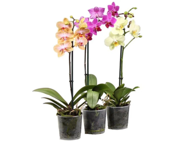 Орхидея Mix, Гор12, Выс50 Уценка!!! в интернет гипермаркете «Планета Лета». Фото