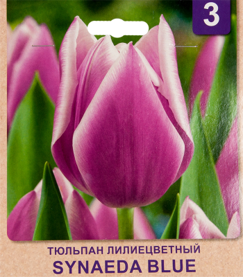 STA Тюльпан Synaeda Blue (x5) в интернет гипермаркете «Планета Лета». Фото