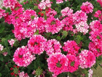 Вербена ампельная, Гор19 М в интернет гипермаркете «Планета Лета». Фото