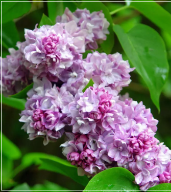 Сирень обыкновенная в коробке в интернет гипермаркете «Планета Лета». Фото