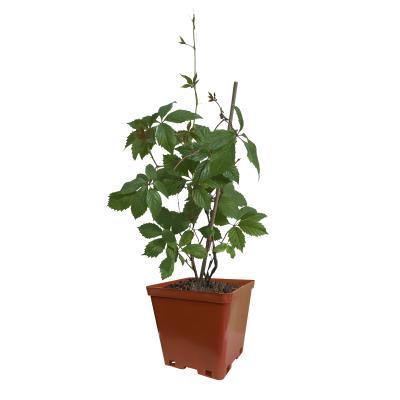 Виноград декоративный 2-летка С2 Выс50 в интернет гипермаркете «Планета Лета». Фото