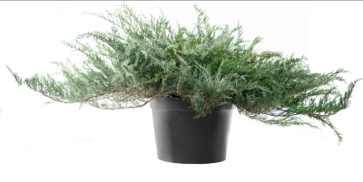 Можжевел.гориз.Glauca, Гор17, Выс25 в интернет гипермаркете «Планета Лета». Фото