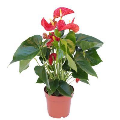 Антуриум Turenza, Гор17, Выс70 в интернет гипермаркете «Планета Лета». Фото