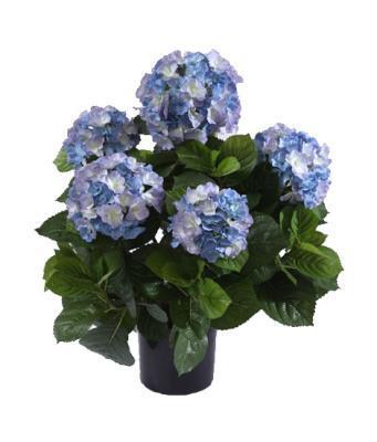 Гортензия куст большой темно-голубой 55 см в горшке 20.6252BL в интернет гипермаркете «Планета Лета». Фото
