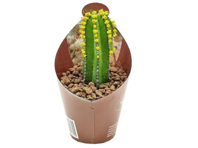 Эуфорбия Fruticosa, Гор17, Выс40 в интернет гипермаркете «Планета Лета». Фото