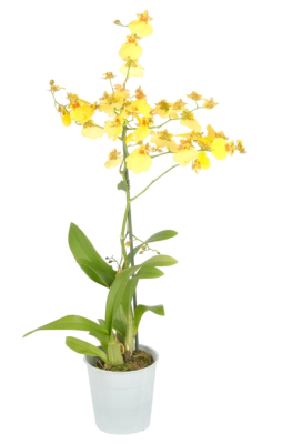 Орхидея Oncidium, Гор12, Выс60 в интернет гипермаркете «Планета Лета». Фото
