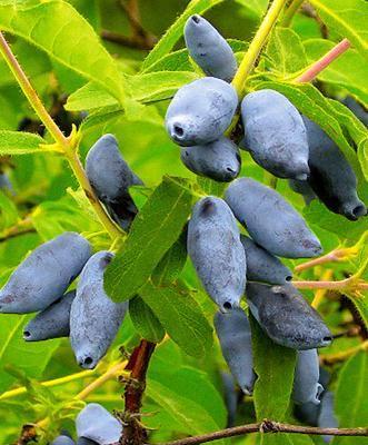 Жимолость плодовая Сластена С3 Выс50 в интернет гипермаркете «Планета Лета». Фото