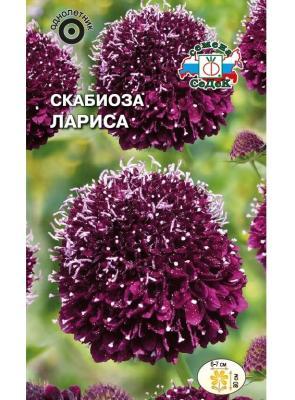 Скабиоза Лариса пурпурная в интернет гипермаркете «Планета Лета». Фото