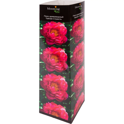 Пион древовидный Тайная Страсть (туба) в интернет гипермаркете «Планета Лета». Фото