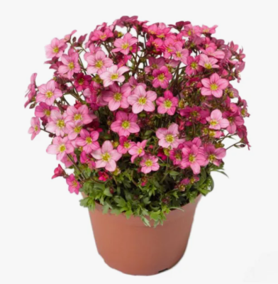 Камнеломка гибрид., Гор10, Выс15 в интернет гипермаркете «Планета Лета». Фото