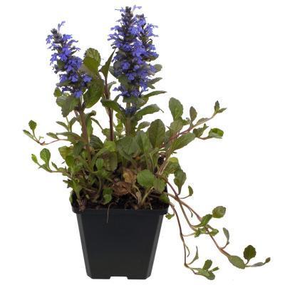 Живучка ползучая С2 в интернет гипермаркете «Планета Лета». Фото