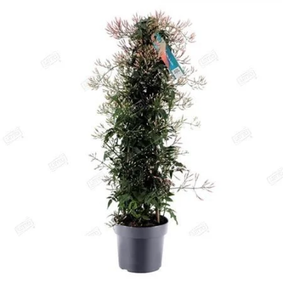 Жасмин Polyanthum, Гор17, Выс70 в интернет гипермаркете «Планета Лета». Фото