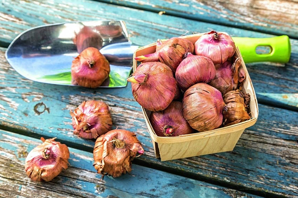 Когда покупать и как выбирать луковицы цветов Когда покупать и как выбирать луковицы цветов