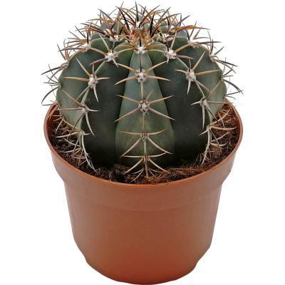 Кактус Ferocactus, Гор20, Выс23 в интернет гипермаркете «Планета Лета». Фото
