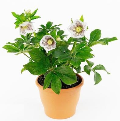 Морозник восточный, Гор19, Выс40 в интернет гипермаркете «Планета Лета». Фото