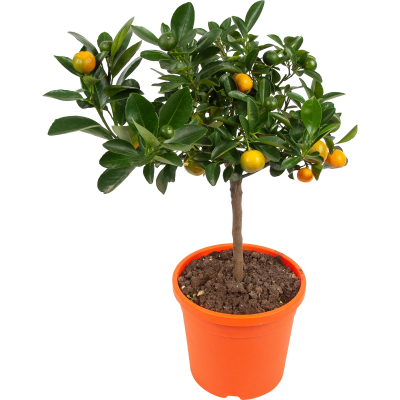 Цитрофортунелла Sinensis Arancio штамб, Гор30, Выс140 И в интернет гипермаркете «Планета Лета». Фото