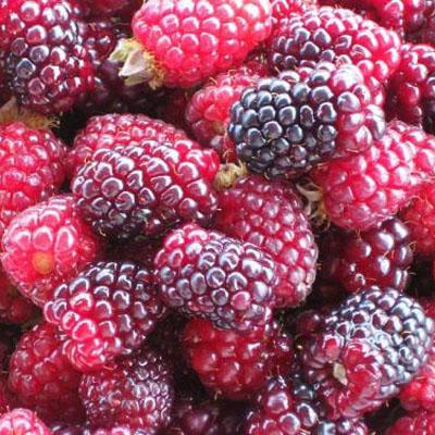 Ежемалина (Ежевика) Тейберри (малина х ежевика)/ЦКор в интернет гипермаркете «Планета Лета». Фото