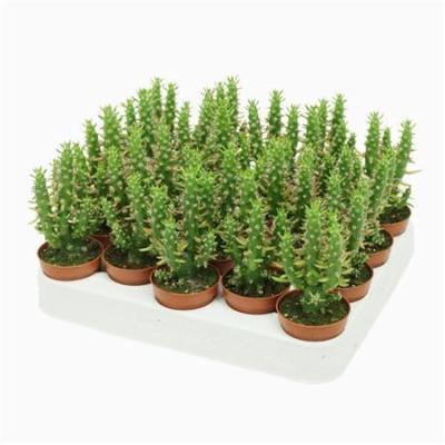 Суккуленты Austrocylindropu, Гор6, Выс12 в интернет гипермаркете «Планета Лета». Фото